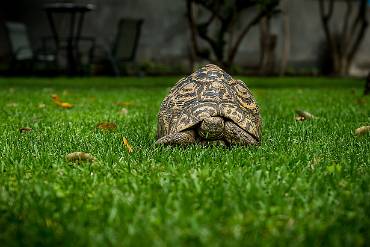 Leopardsköldpadda Arusha - Tanzania