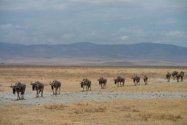 Gnu Ngorongoro kratern - Tanzania