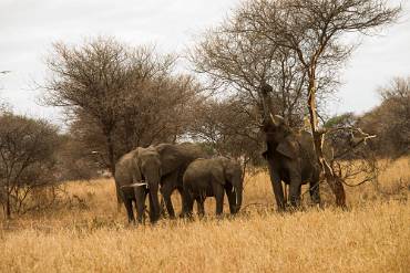 Afrikansk elefant Tarangire NP - Tanzania