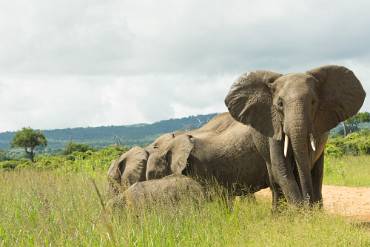 Afrikansk elefant Mikumi NP - Tanzania