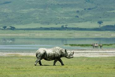 Spetsnoshörning (Svart noshörning) Ngorongoro kratern - Tanzania