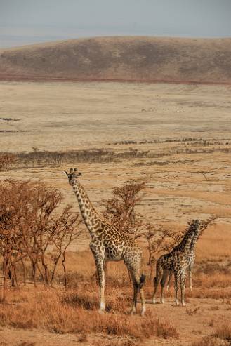 Masaigiraff Ngorongoro - Tanzania