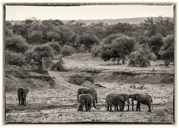 Elefant Tarangire NP - Tanzania